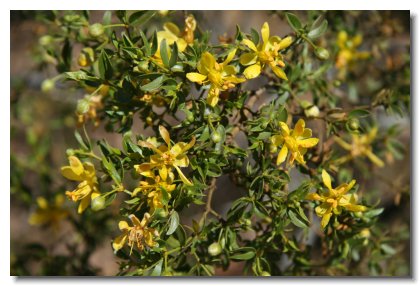 P (0)   Flowering Creosote Bush